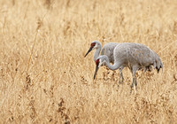 Cranes foraging