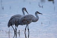 Two cranes wading