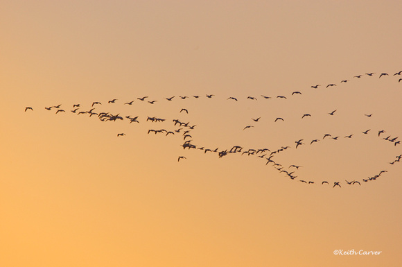 Skeins of Snow Geese, early morning clear skies