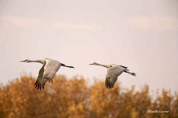 Two sandhill cranes, four wings on downbeat