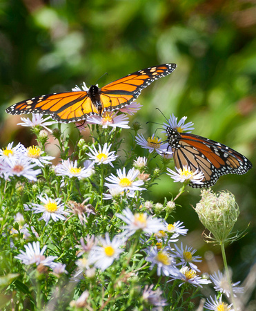 Monarch-butterflies