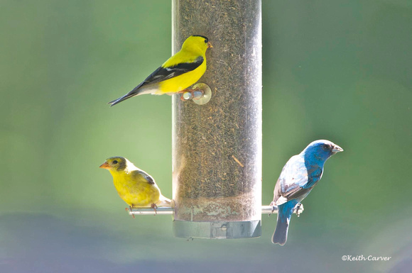 goldfinches and indigo bunting