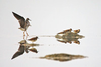 Lesser yellowlegs and semipalmated sandpipers