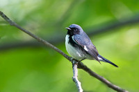 Black-throated blue warbler