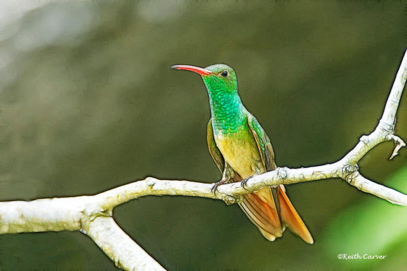Buff-breasted hummingbird