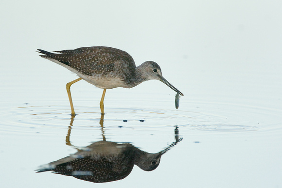 Greater Yellowlegs with prey