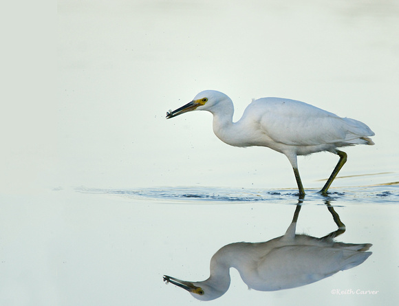 Snowy Egret with prey