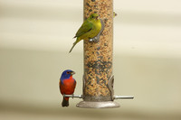 Painted Bunting male and female