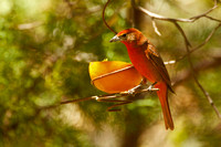 Hepatic Tanager, adult male