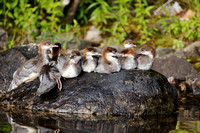 common merganser chicks