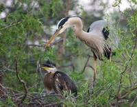 Great Blue Heron adult and juvenile