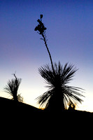 Soaptree Yucca silhouette