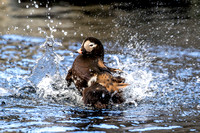 Long-tailed Duck, breeding plumage, bathing