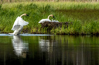 Tundra Swan family, Seward