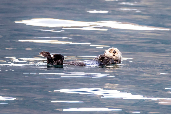 Sea Otter, Resurrection Bay