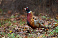 Ring-necked Pheasant, male