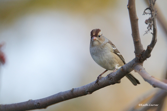 White-crowned Sparrow, 1st winter adult