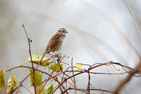 White-throated Sparrow, tan-striped adult