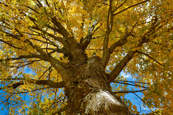 Maple tree canopy