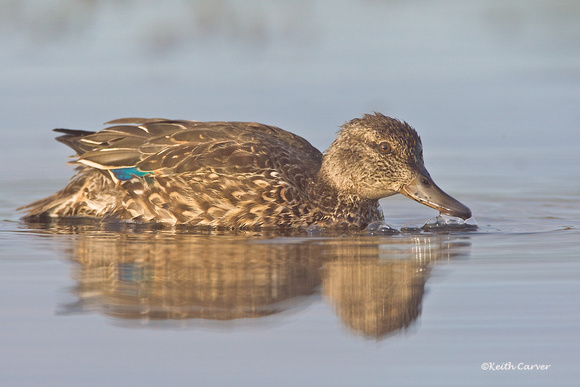 Green-winged Teal, adult non-breeding