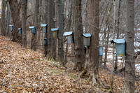 Maple sugaring time  March 2014
