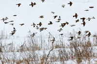 Snow Buntings (and a few Horned Larks)