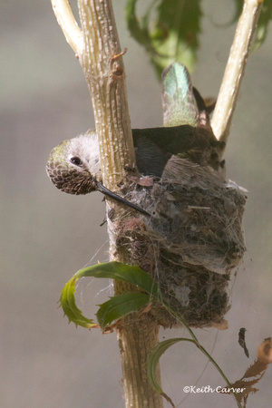 Costa's hummingbird female, tending to nest