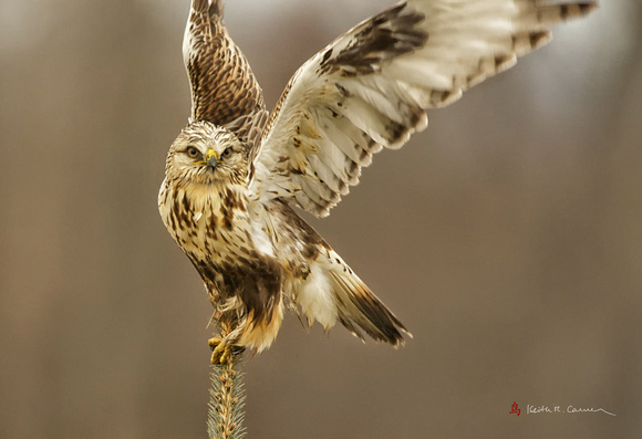 Rough-legged Hawk, light morph