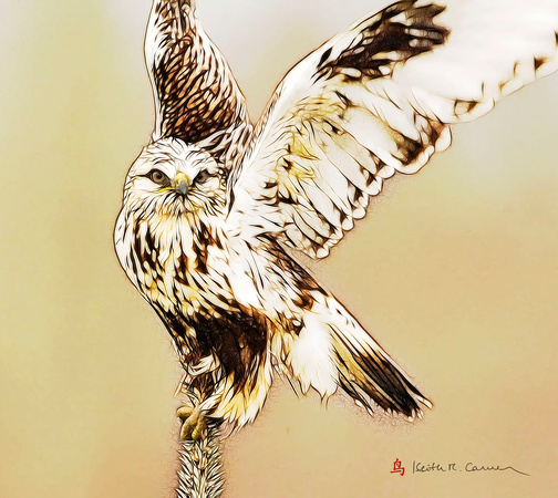 Rough-legged Hawk, digital art from photo