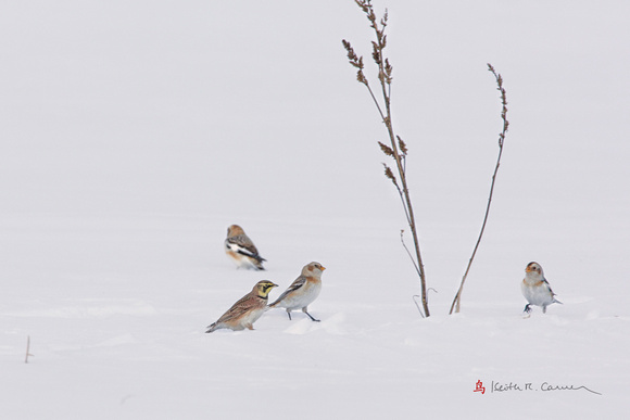 Snow Buntings and Horned Lark