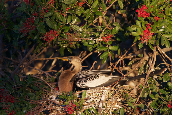 Female Anhinga on nest