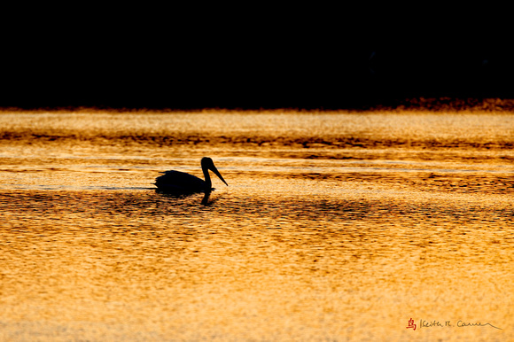 American Pelican in golden light