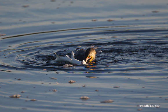 The Cormorant and the Snook, 1