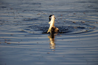 The Cormorant and the Snook, 6