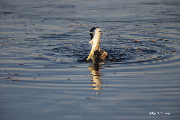 The Cormorant and the Snook, 6