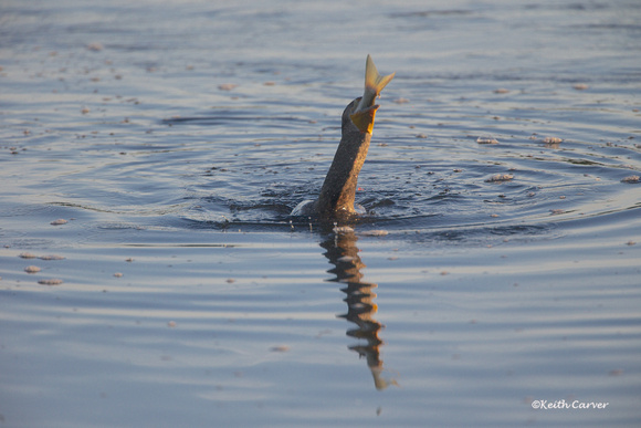 The Cormorant and the Snook, 9
