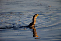 The Cormorant and the Snook, 10