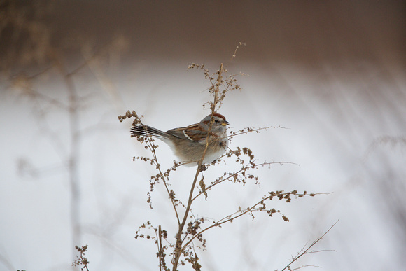 Am. Tree Sparrow - Honey Pot 1-1-2013