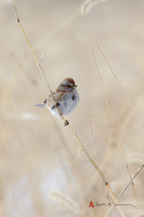 Am. Tree Sparrow - Honey Pot 1-4-13