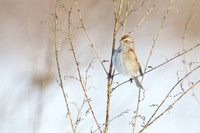 Am. Tree Sparrow - Honey Pot 1-2-13