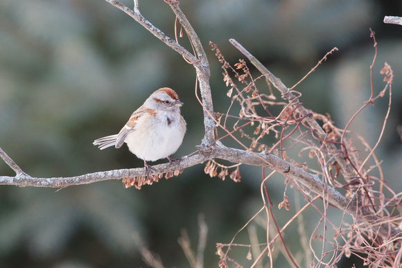 Am. Tree Sparrow - Honey Pot 1-5-13