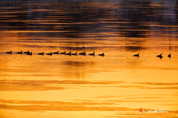 Canada Geese - HP - CT River 1-4-13