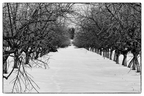 fruit trees, Cemetery Rd. 1-3-13