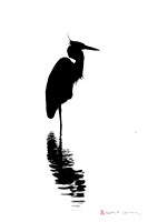 Great Blue Heron silhouette