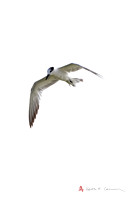 Forster's Tern, non-breeding plumage