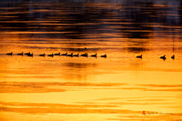 Canada Geese on Connecticut River at dawn