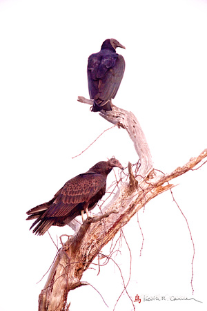 Black Vulture (top), Turkey Vulture (bottom)