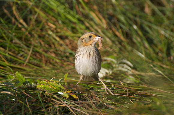 Saltmarsh sharp-tailed Sparrow