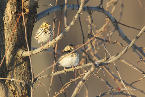 Savannah Sparrow (left) and Vesper Sparrow (right)