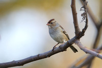 White-crowned Sparrow, juvenile